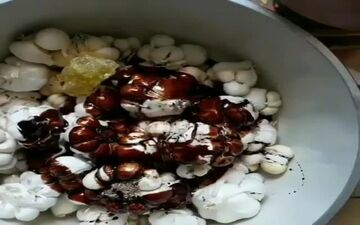 نحوه خوردن سیر طبق توصیه متخصصان تغذیه